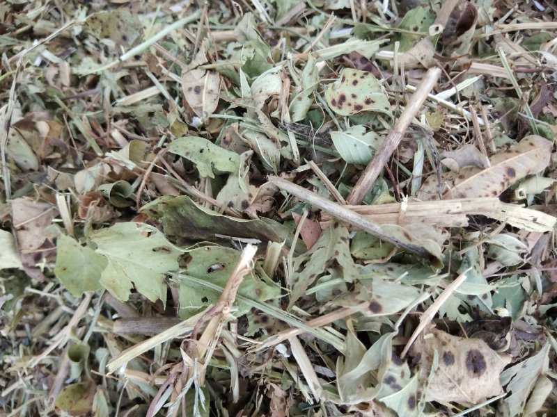 花生秧羊草细粉，1-3公分草段