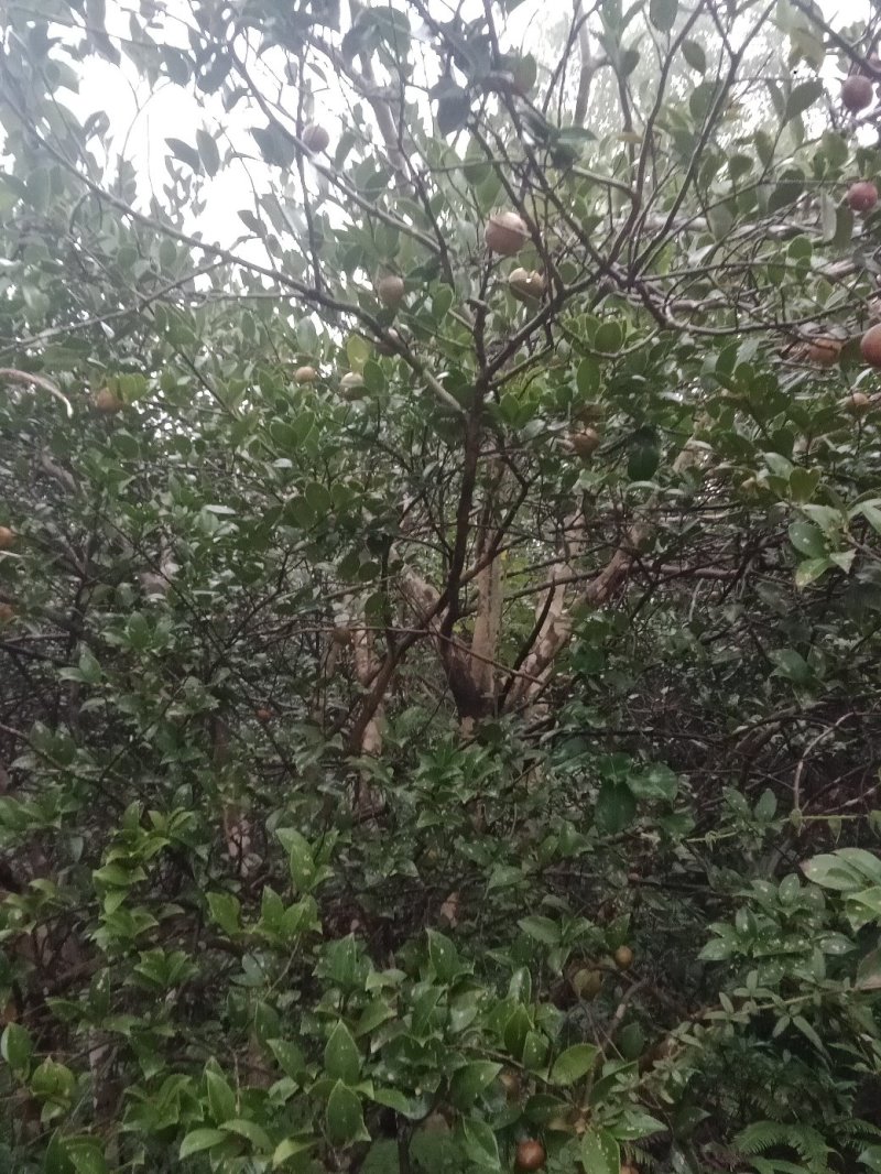 野生山茶籽