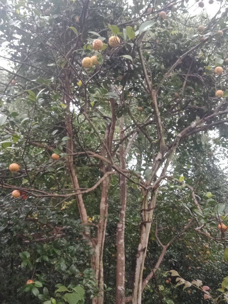 野生山茶籽