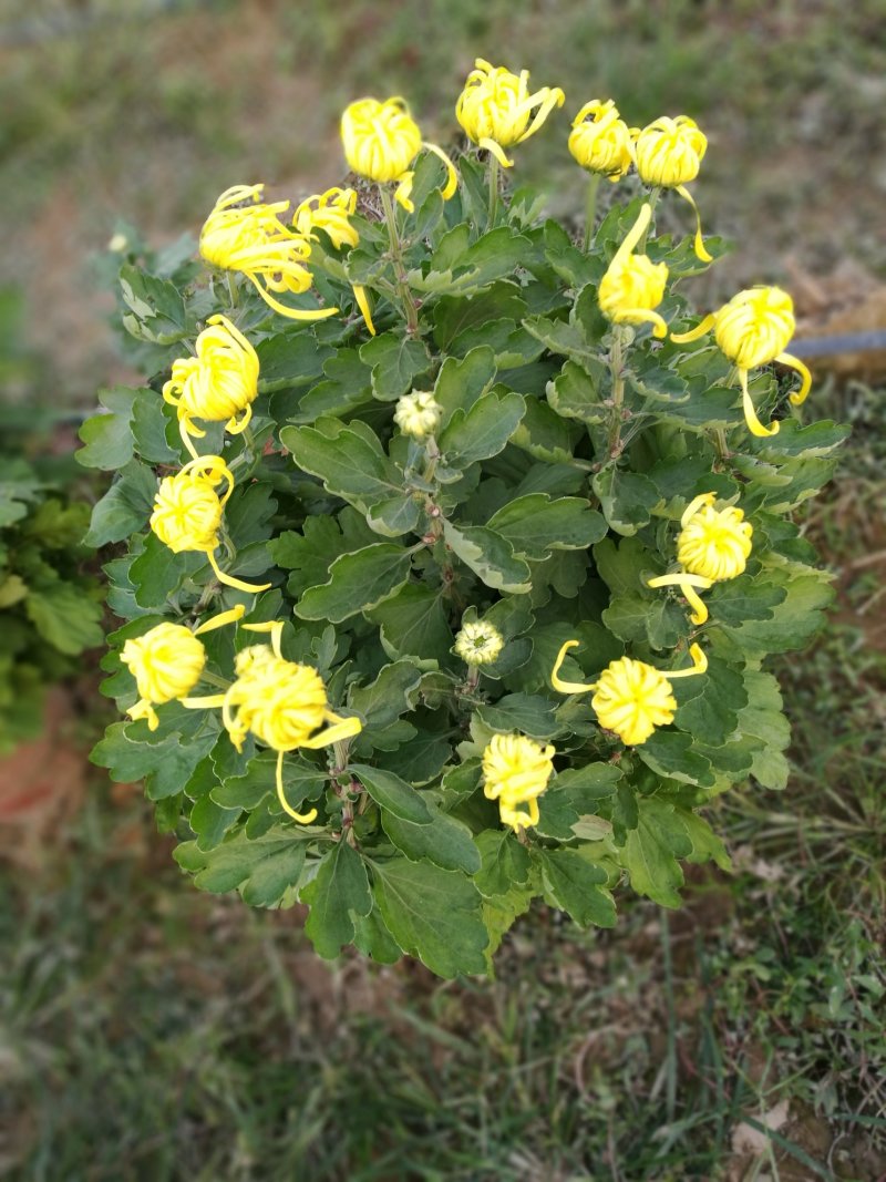 大朵菊花