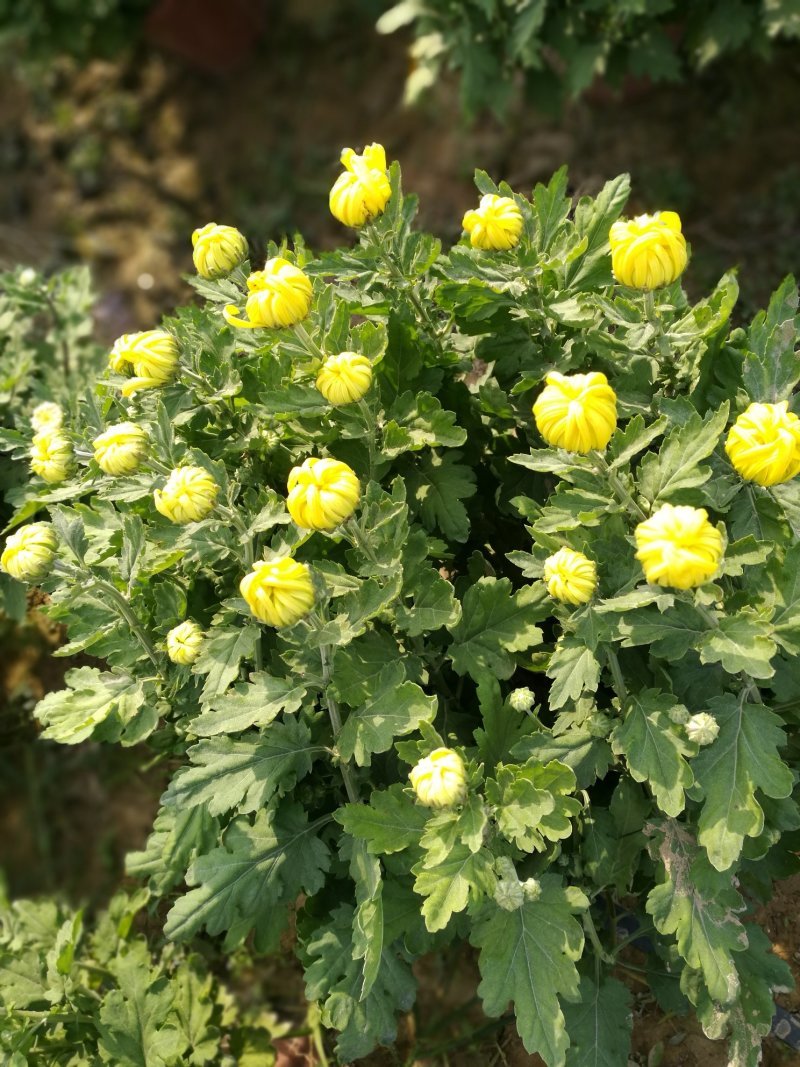 大朵菊花
