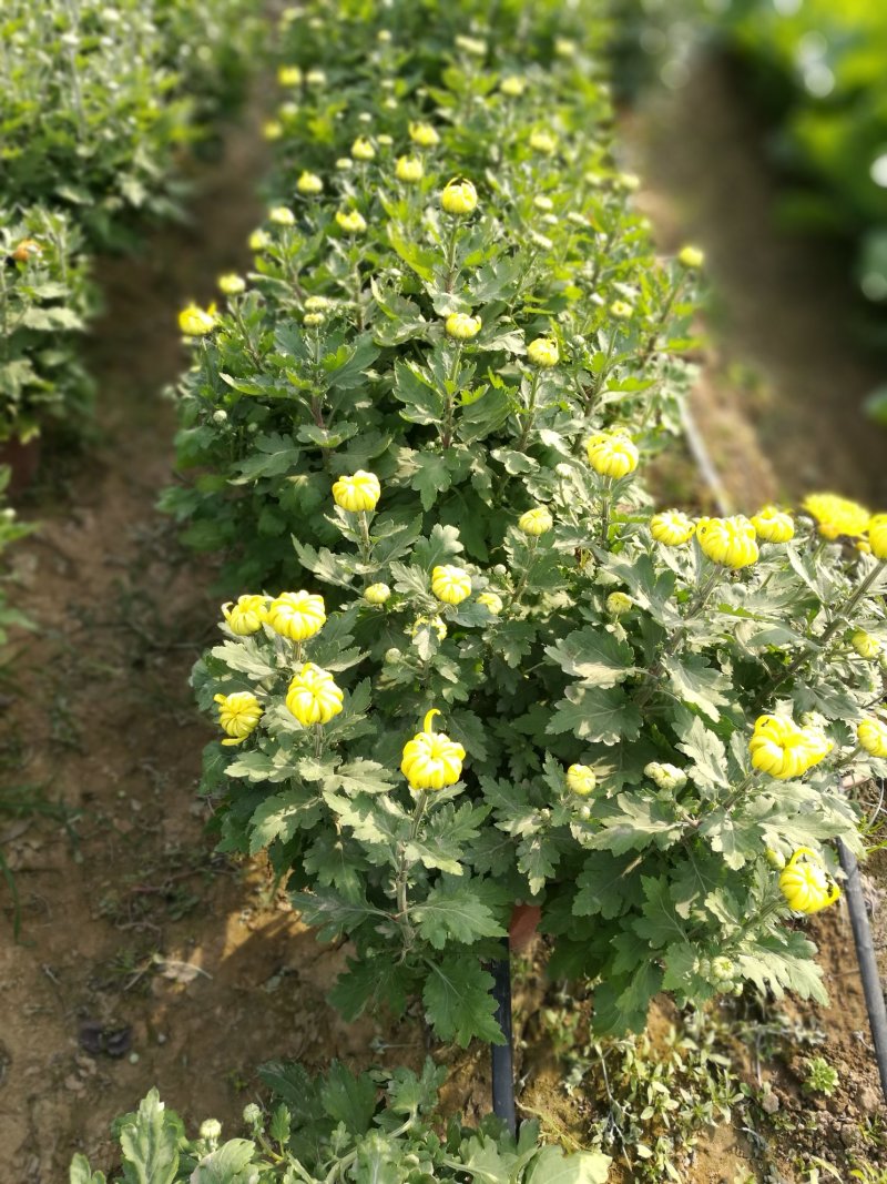 大朵菊花