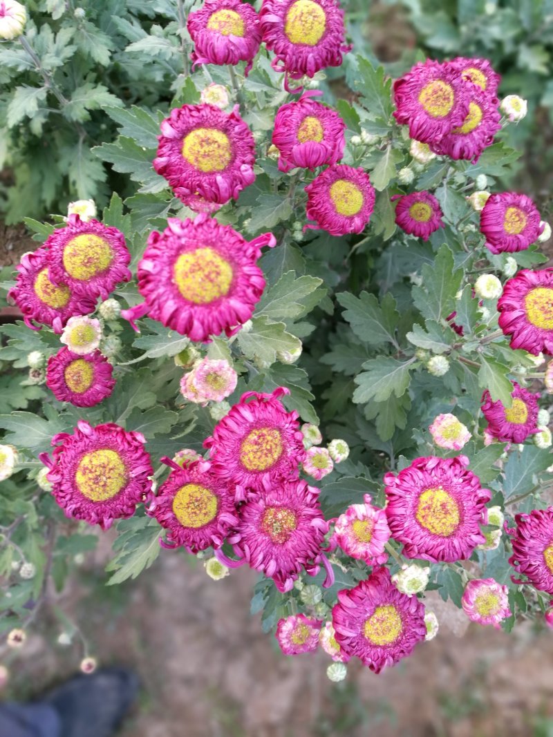 大朵菊花