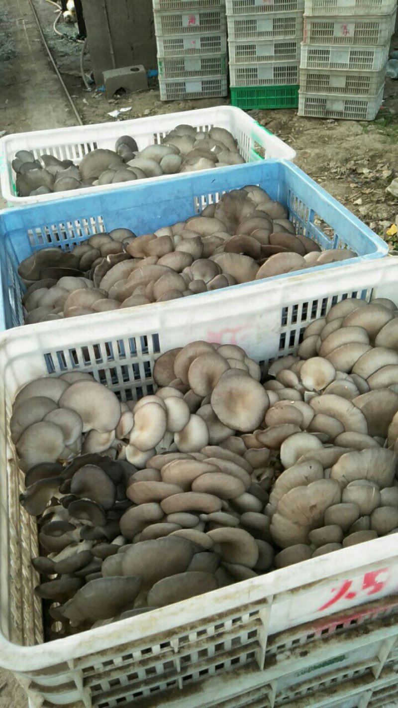 平菇菌棒