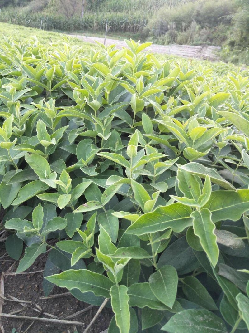 白鲜皮苗，白微苗成活率高品质上乘欢迎来电洽谈合作