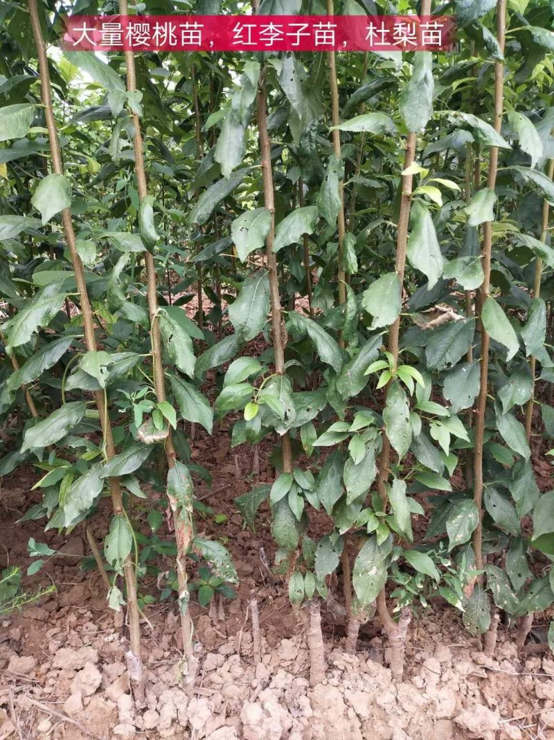 玉露香梨树苗，一年梨树苗