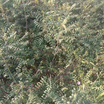 一年皂角苗，皂角小苗