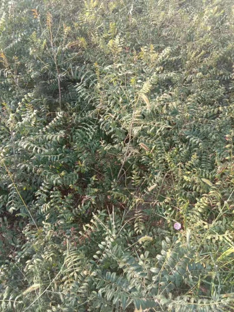 一年皂角苗，皂角小苗