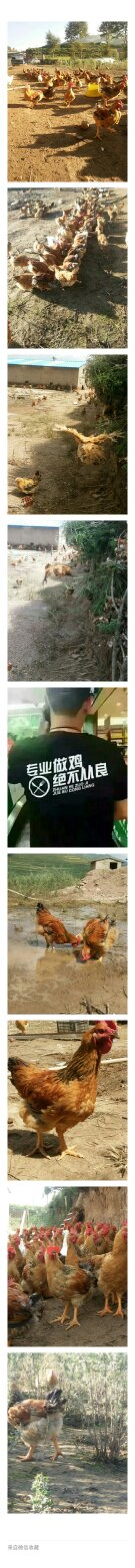 高原散养土！
