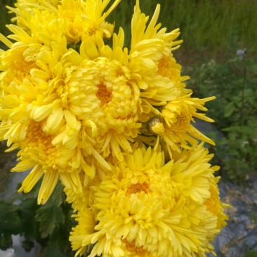 金丝皇菊