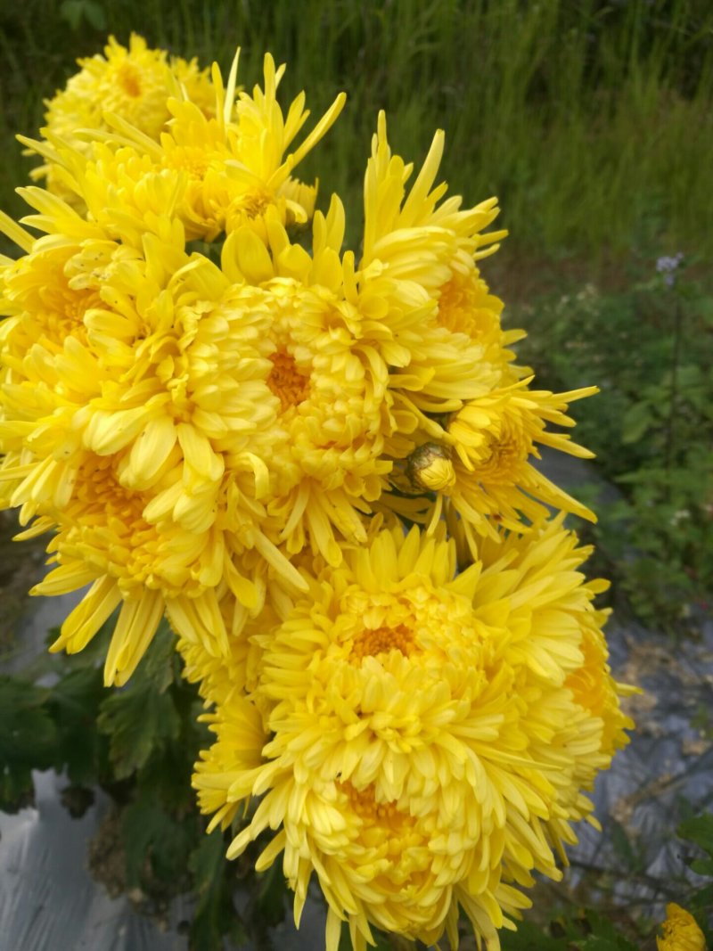 金丝皇菊