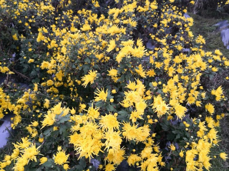 金丝皇菊
