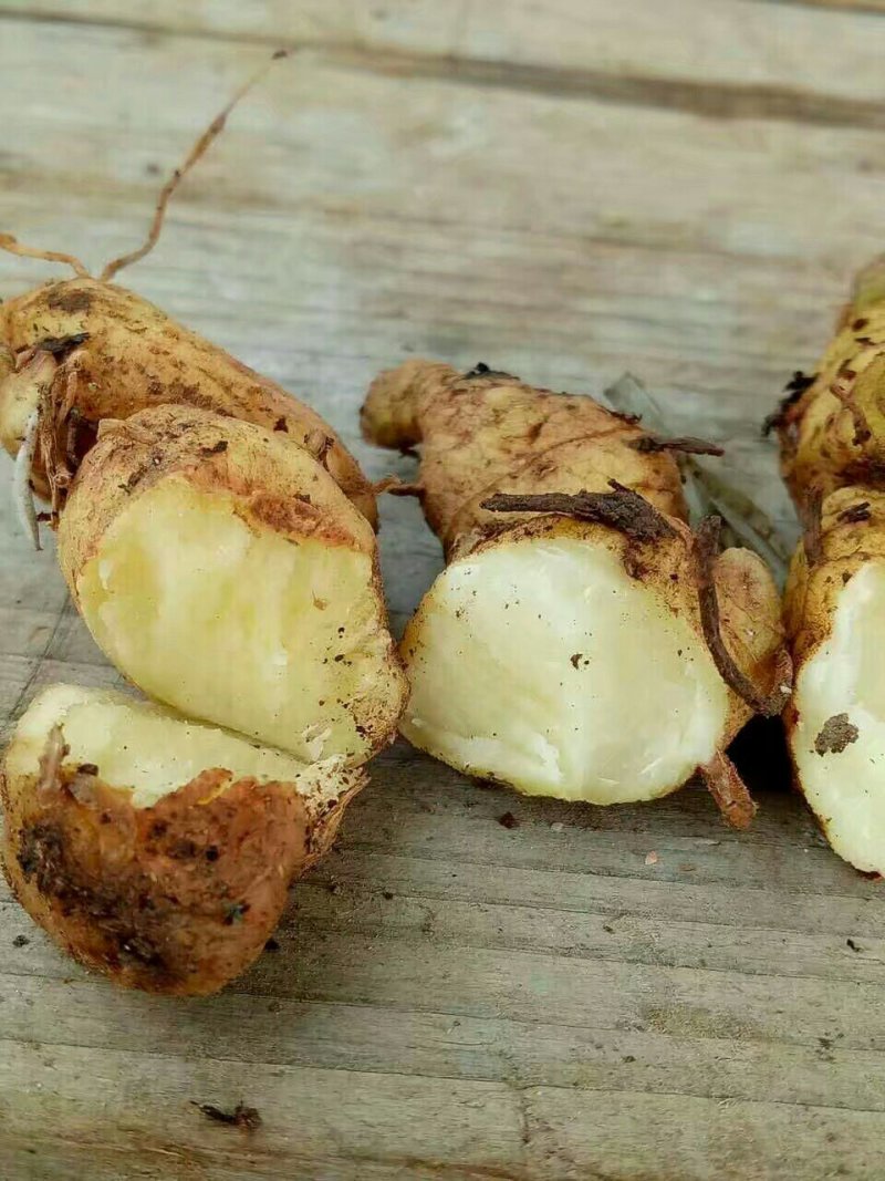 黄精/新鲜黄精/黄精干货/大量供应黄精可批发零售