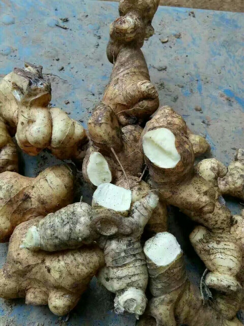 黄精/新鲜黄精/黄精干货/大量供应黄精可批发零售
