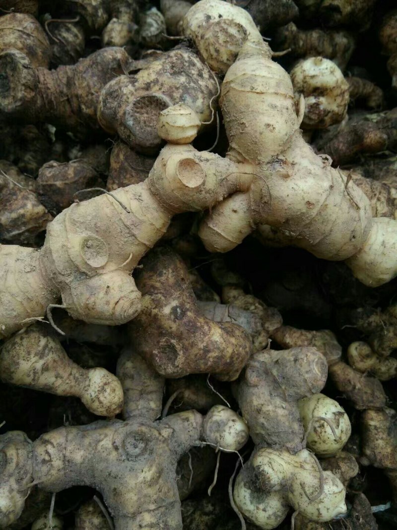 黄精/新鲜黄精/黄精干货/大量供应黄精可批发零售