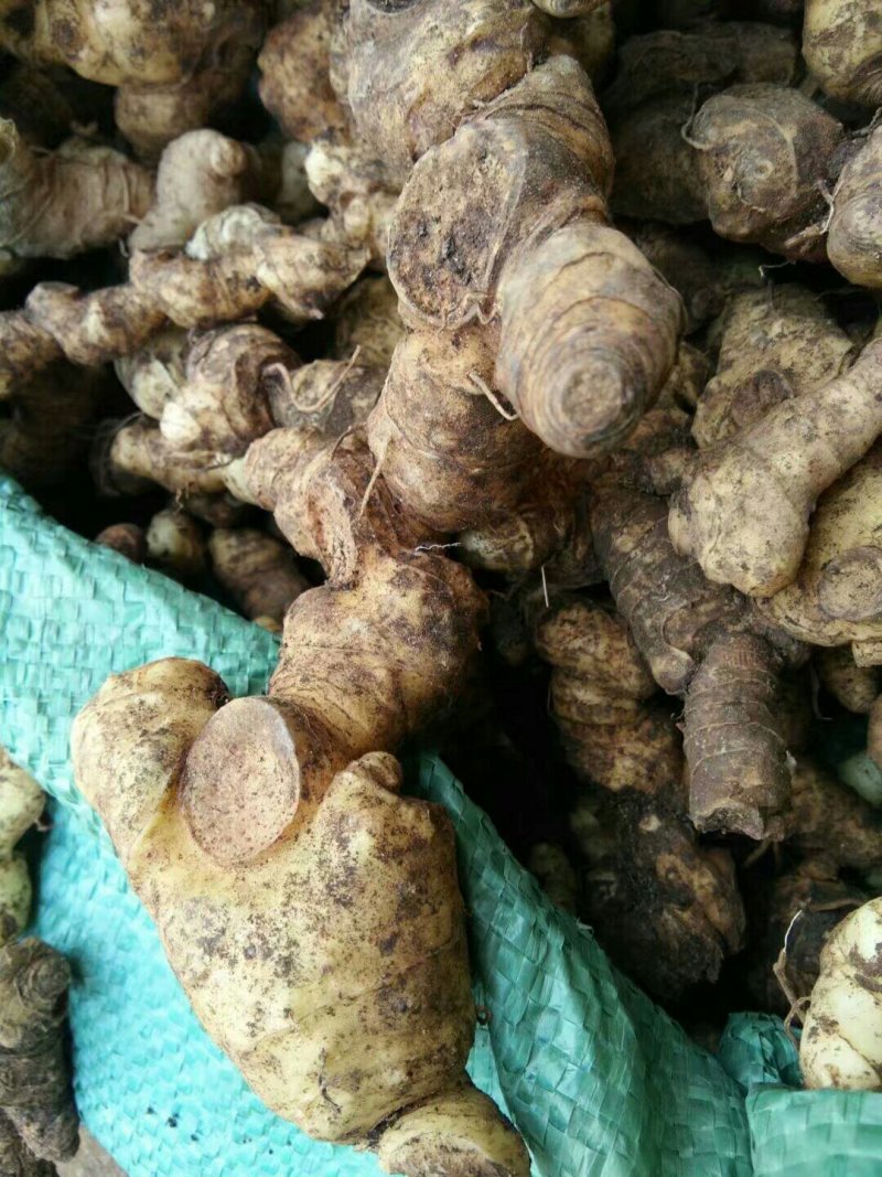 黄精/新鲜黄精/黄精干货/大量供应黄精可批发零售