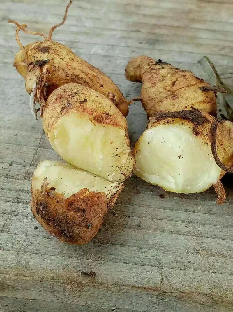 黄精/新鲜黄精/黄精干货/大量供应黄精可批发零售