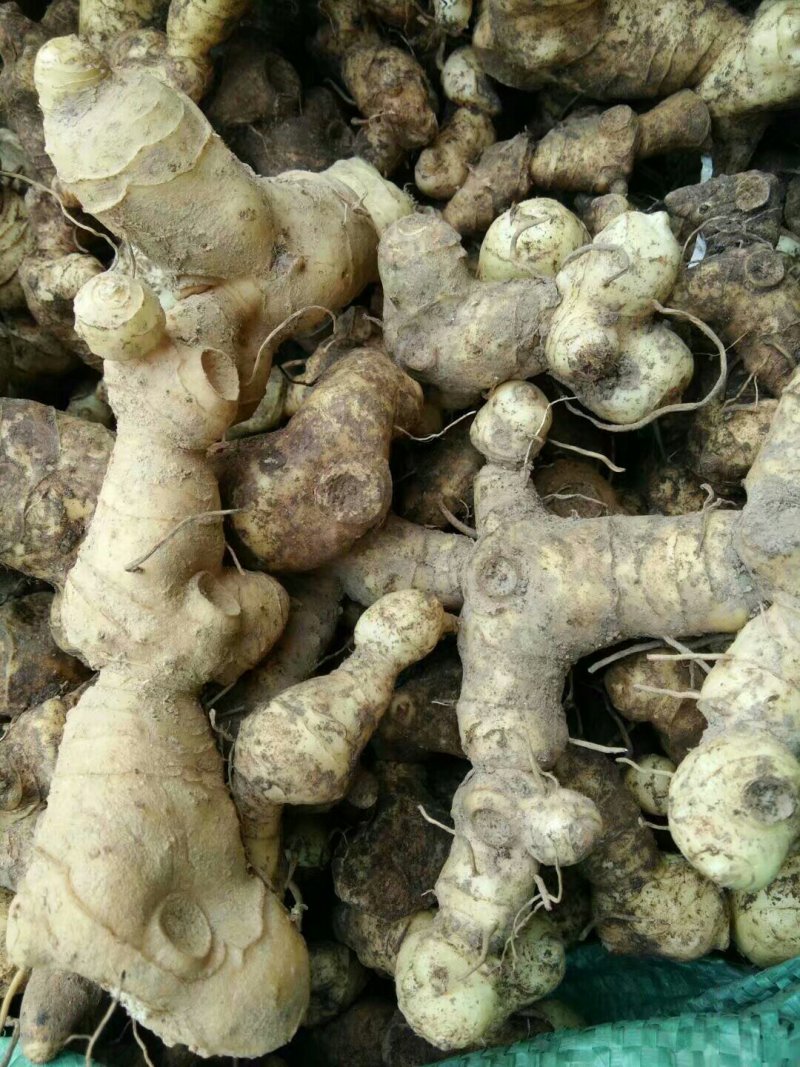 黄精/新鲜黄精/黄精干货/大量供应黄精可批发零售
