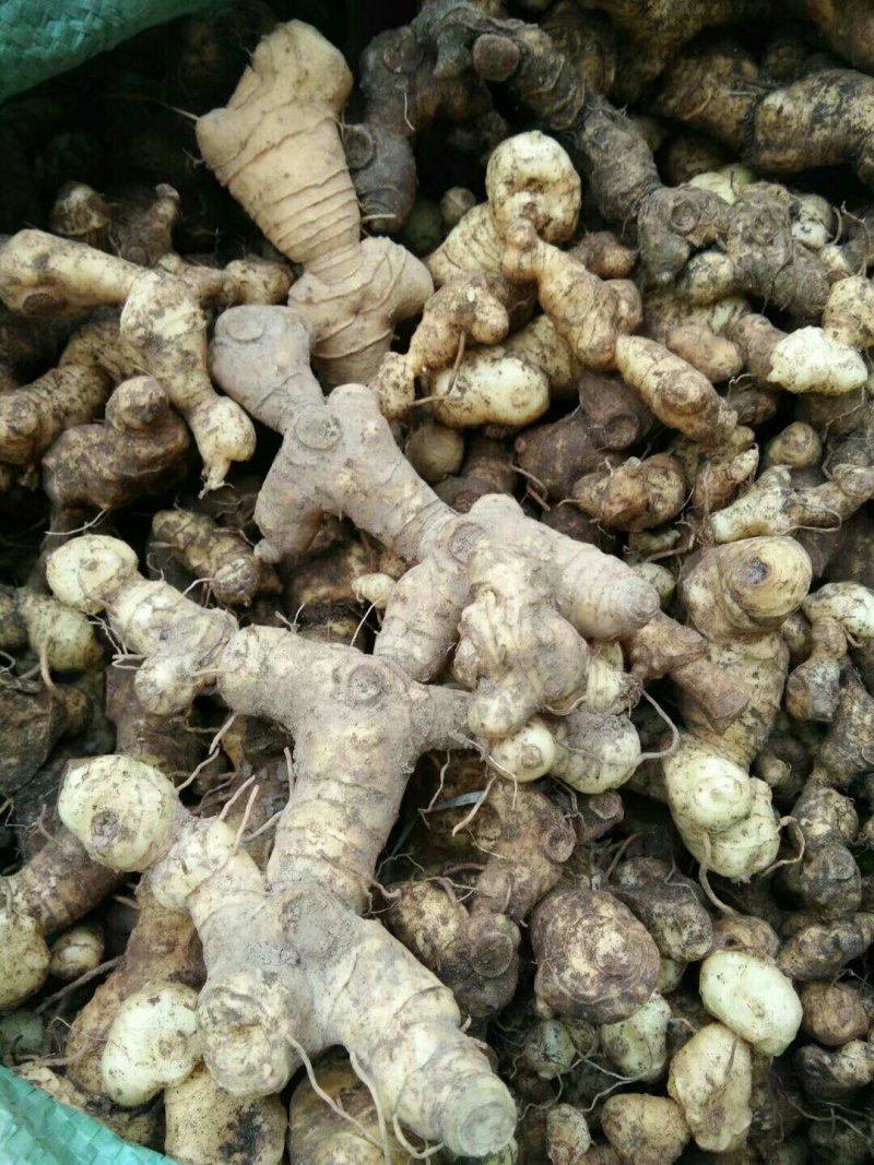黄精/新鲜黄精/黄精干货/大量供应黄精可批发零售