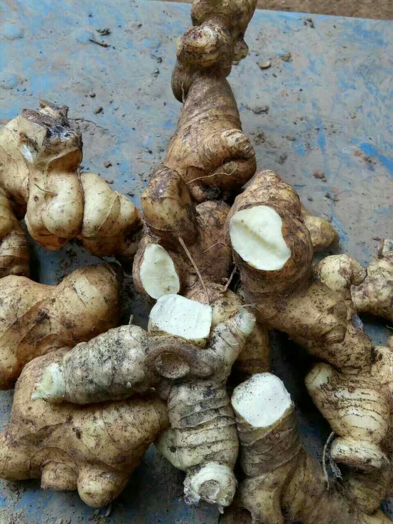 黄精/新鲜黄精/黄精干货/大量供应黄精可批发零售