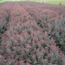 红叶小波色块用苗适合北方用。工程用苗。