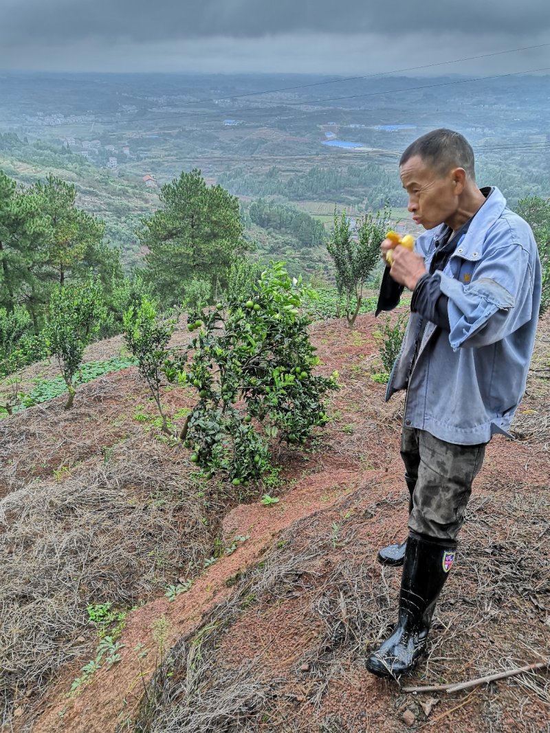 麻阳冰糖橙8000平大仓源头供应电商，团购，商超小中大果