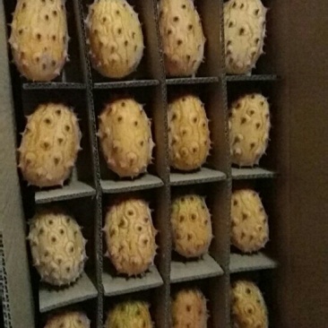 火参果(64个装)