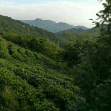 纯天然无公害大山茶