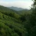 纯天然无公害大山茶