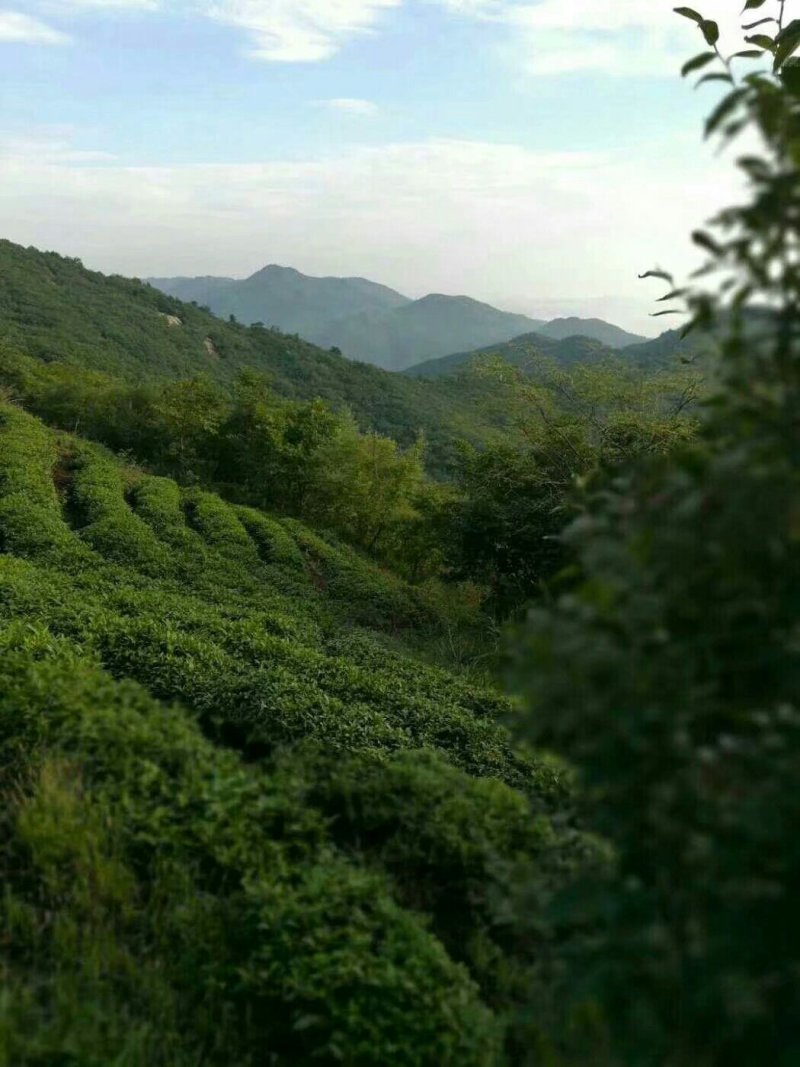 纯天然无公害大山茶