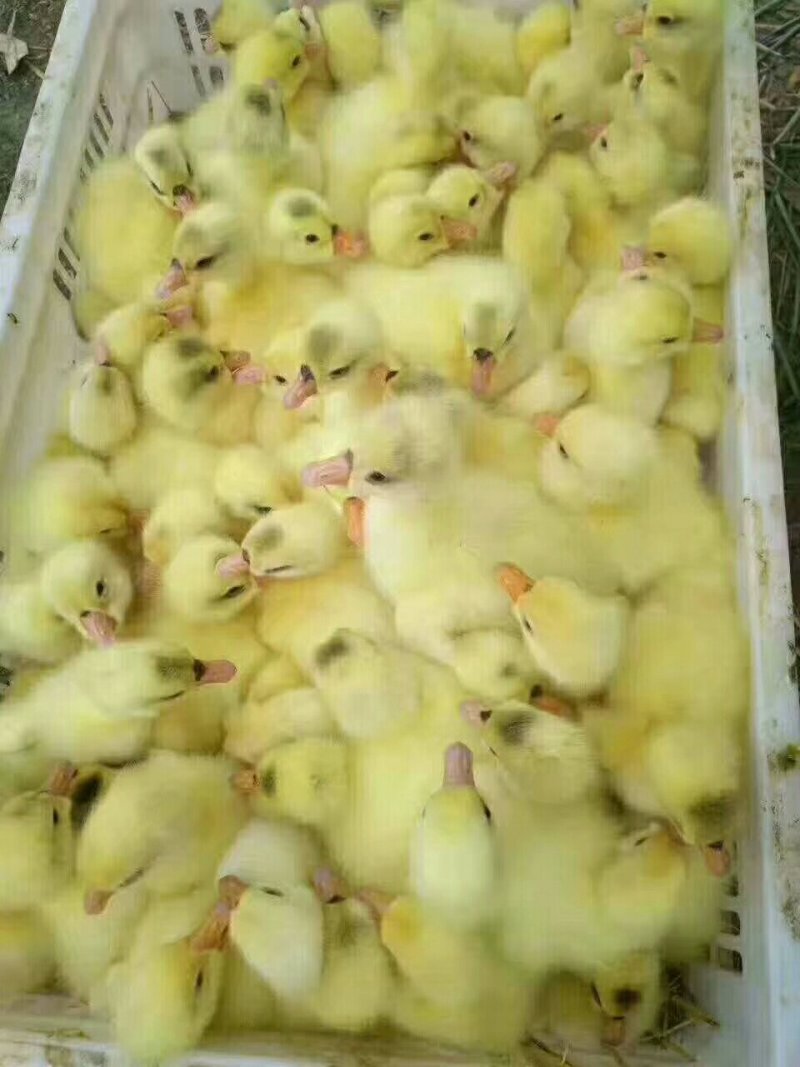 鹅苗