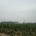 水果玉米（晚熟）