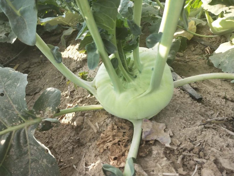 柸蓝