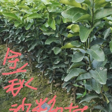 金秋沙糖桔苗，优质苗木，高产，稳产