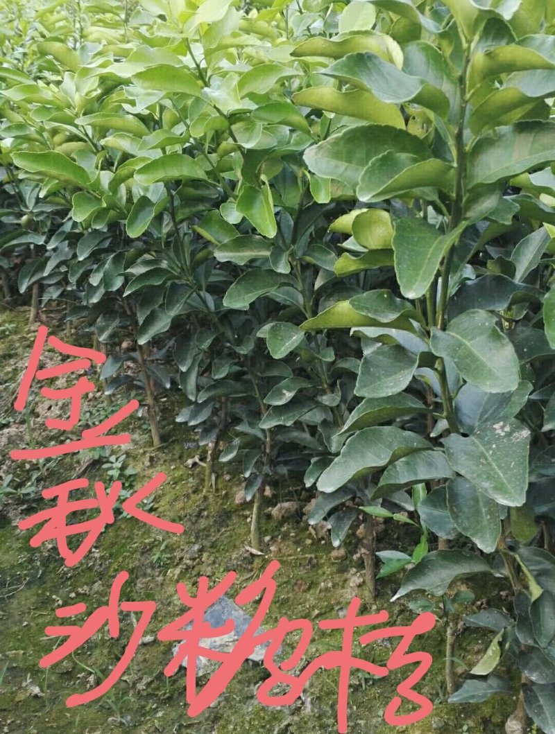 金秋沙糖桔苗，优质苗木，高产，稳产