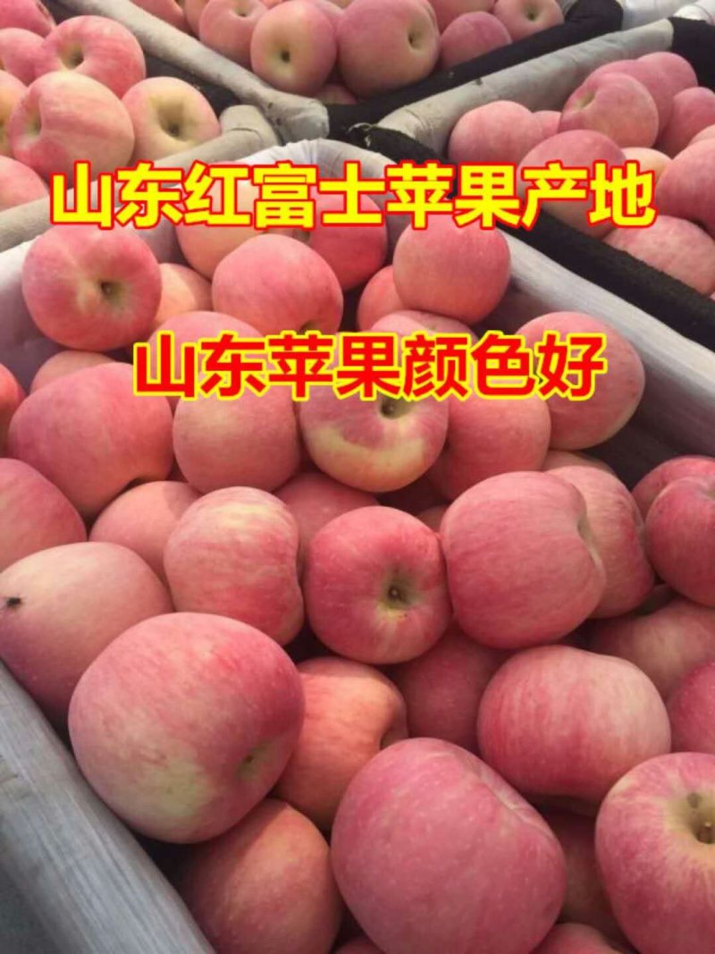 纸袋膜袋红富士苹果产地价格便宜，产地直销，品质保证全国发