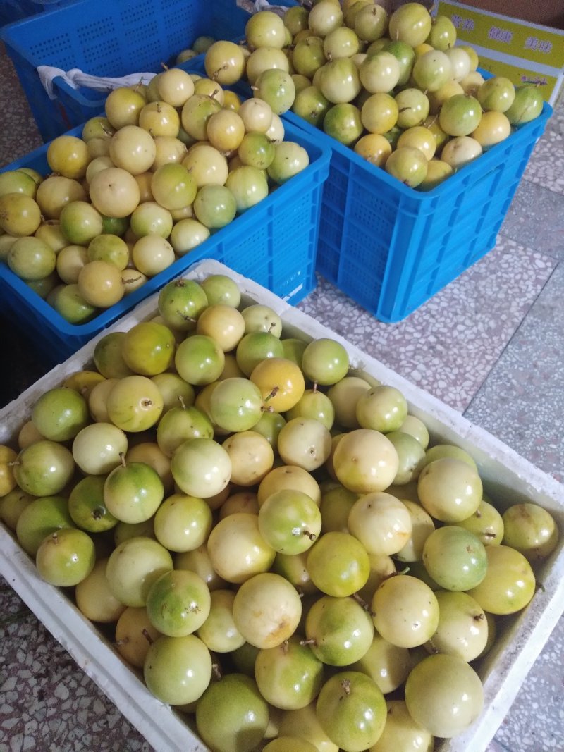 高品质钦蜜9号黄金百香果山区种植可视频看货