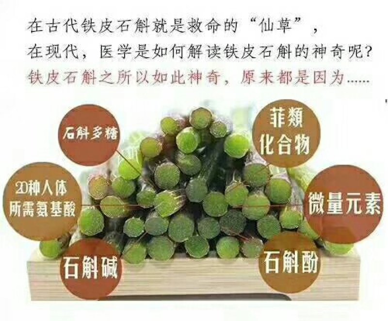 铁皮石斛批发，