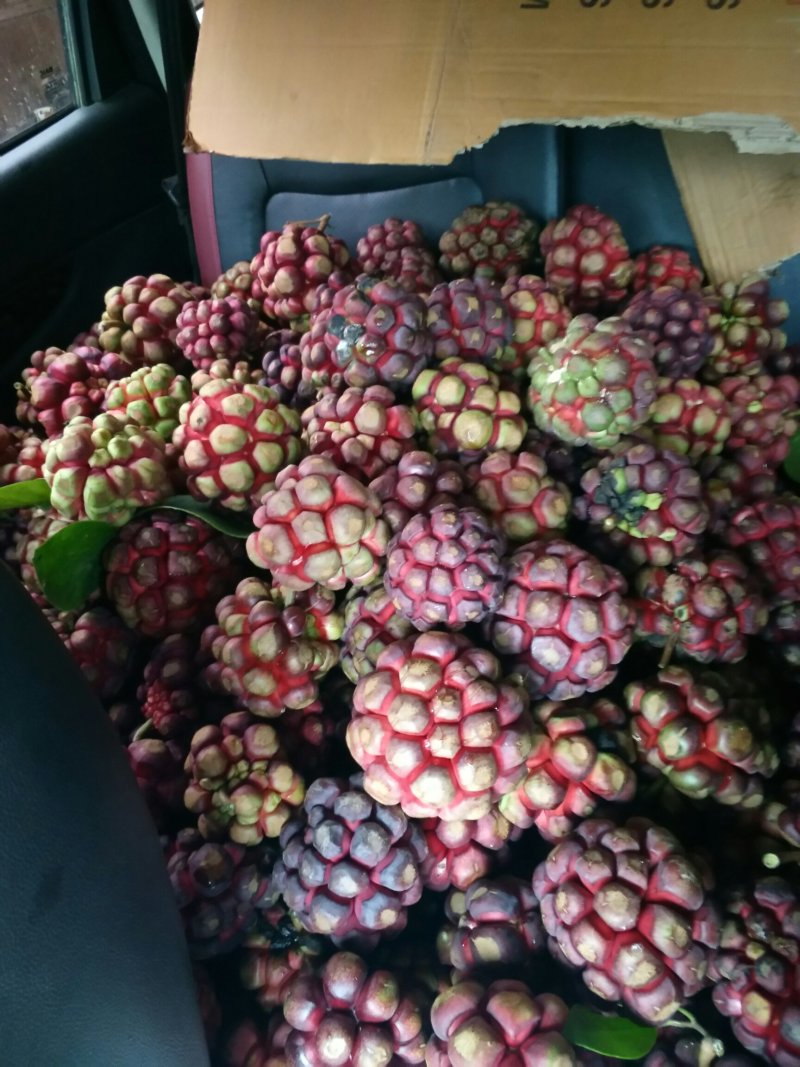 布福娜