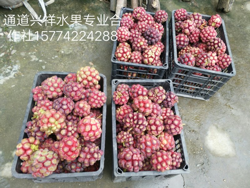布福娜
