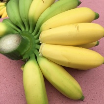 海南网红皇帝蕉
