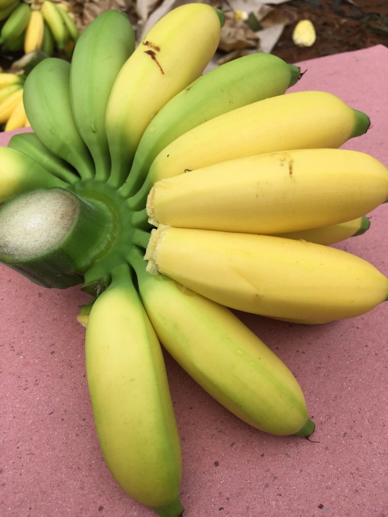 海南网红皇帝蕉