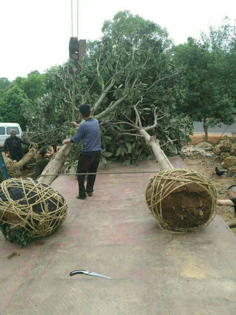 大批出售，法桐，女贞，等等绿化树木都有