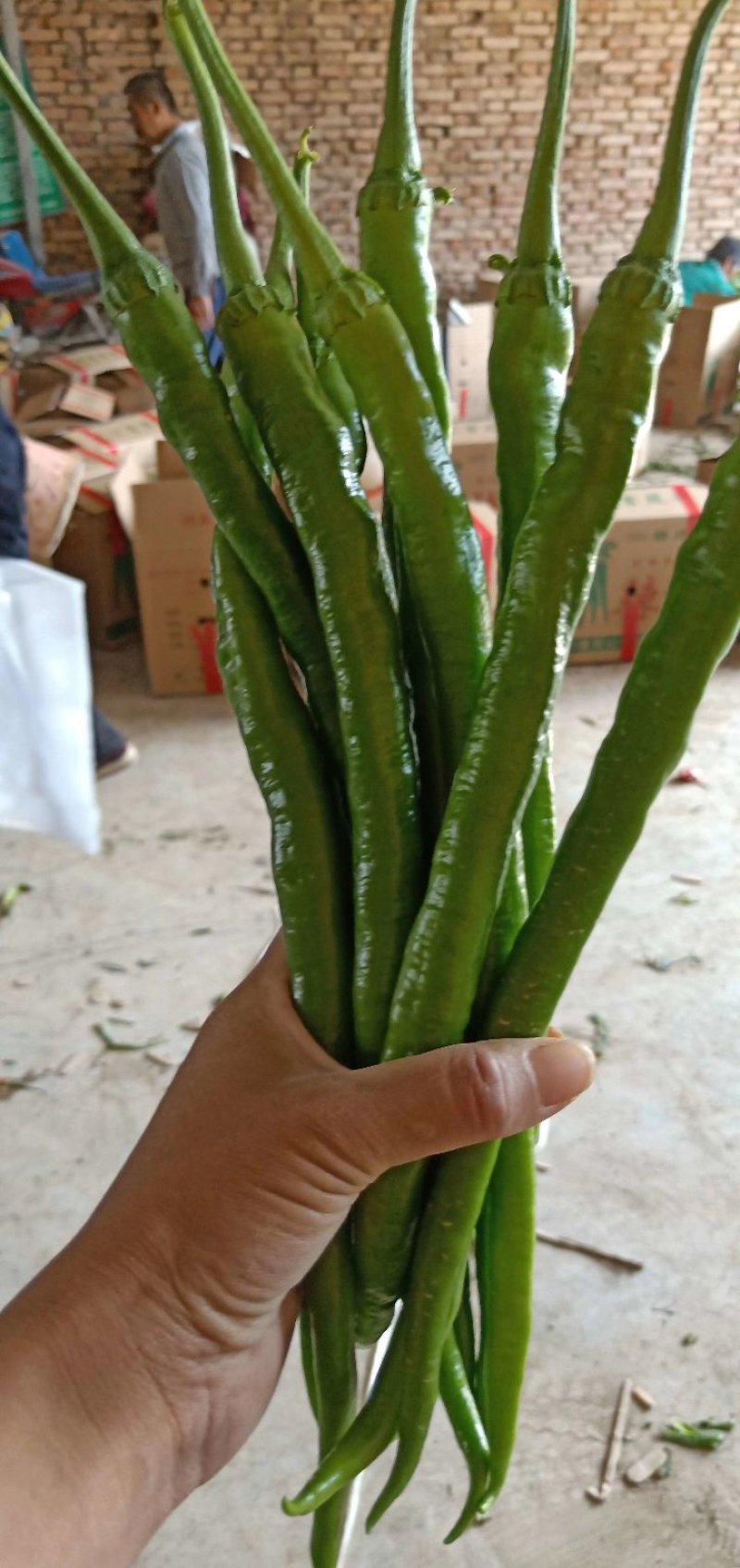 辣丰九，薄皮线椒等各种辣椒