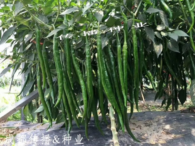 辣丰九，薄皮线椒等各种辣椒