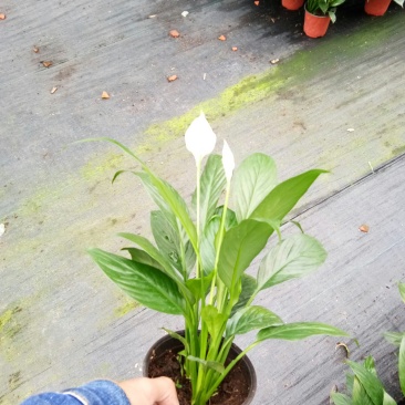 白掌