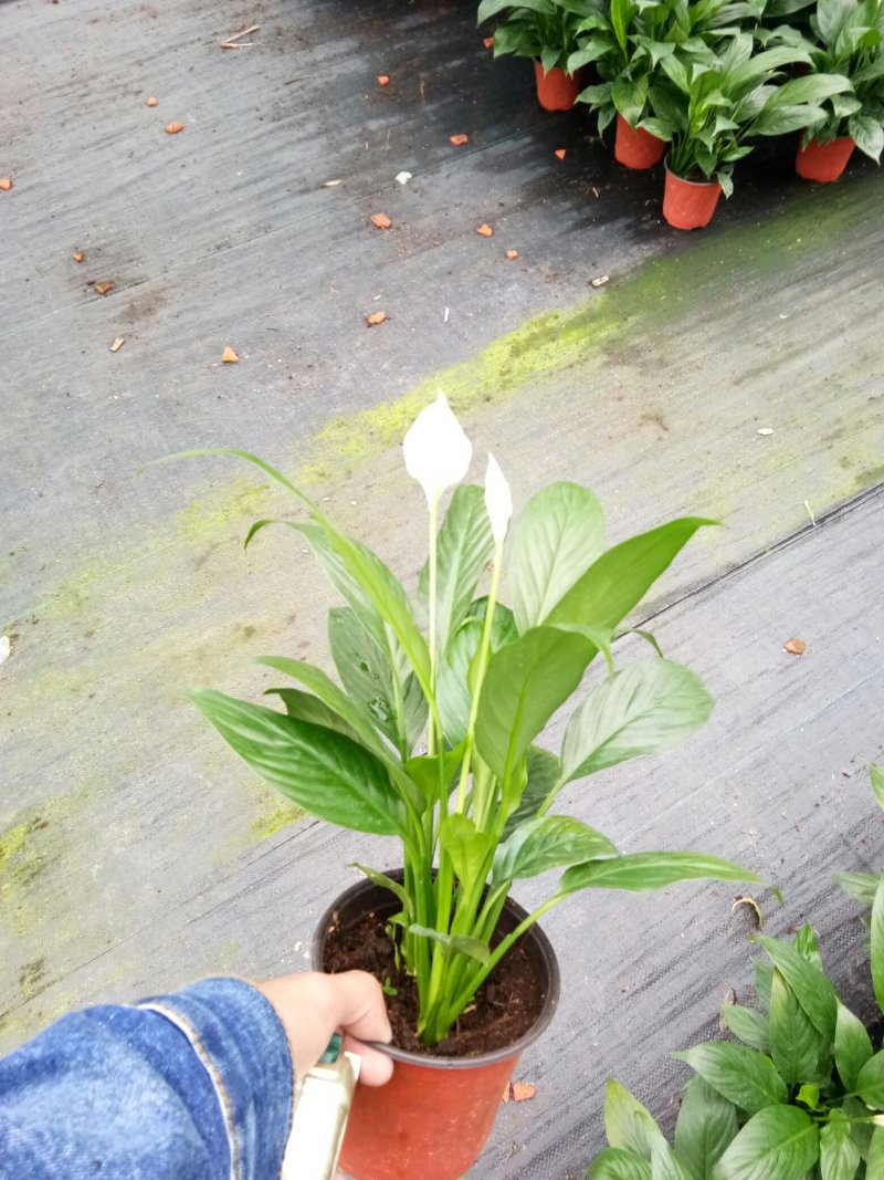白掌