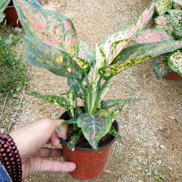 如意