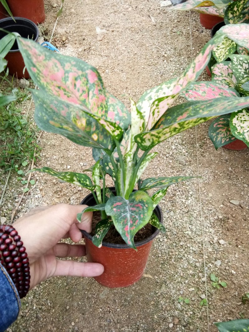 如意