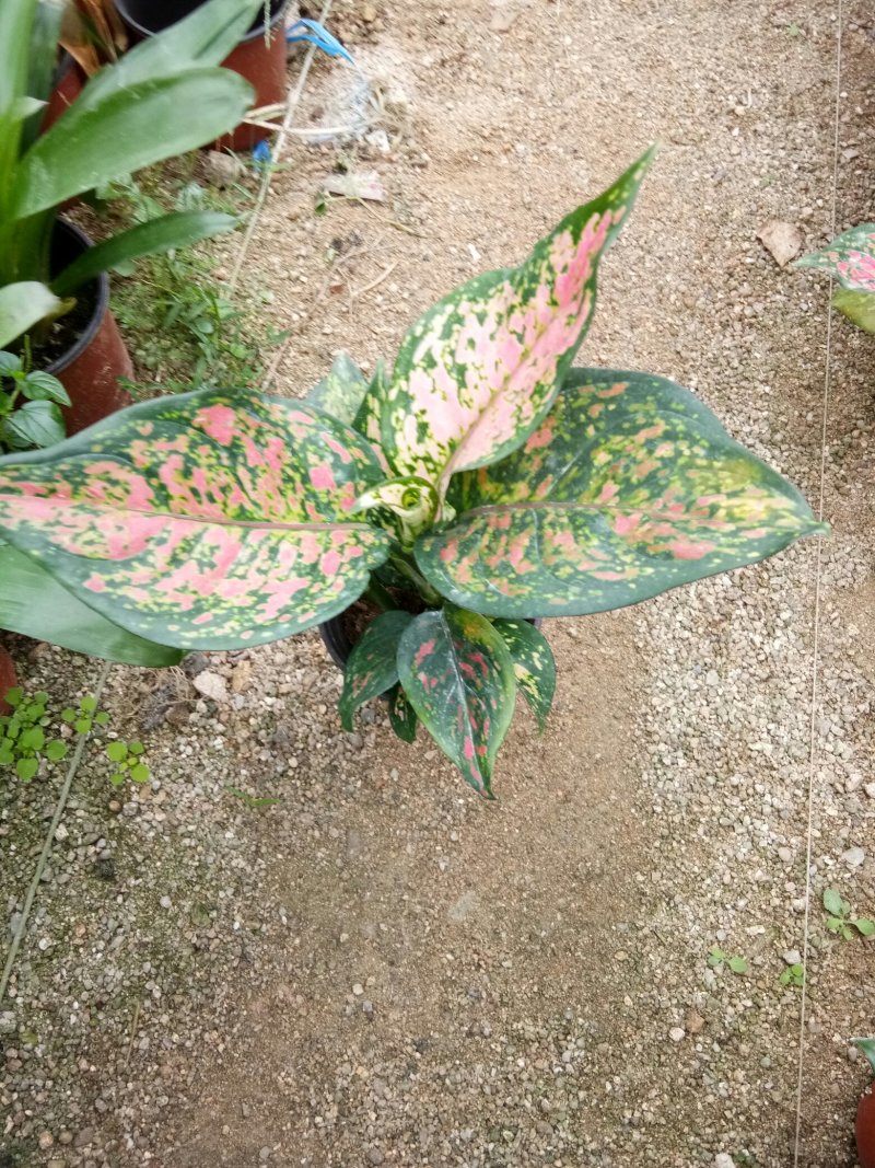 如意